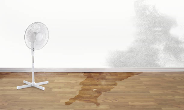 Best Water damage mitigation services  in Hollandale, MS
